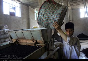 استان ها-گیلان-برگ سبز چای از چینش تا فرآوری