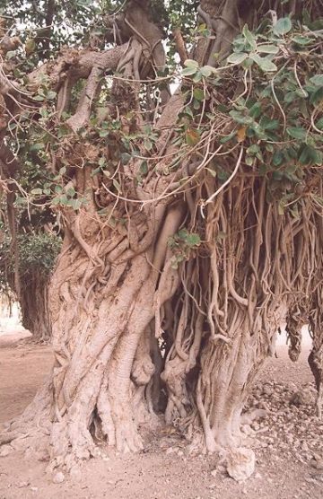 استان ها-هرمزگان-درخت انجیر معابد-1385