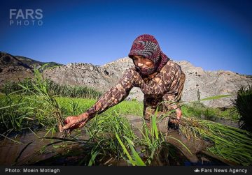 استان ها-گیلان-نشاء برنج در مزارع گیلان