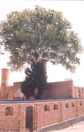 استان ها-آذربایجان شرقی-شبستر-مسجد جامع تسوج-1385