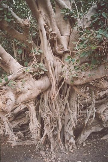 استان ها-هرمزگان-درخت انجیر معابد-1385