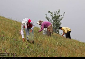 استان ها-گیلان-برداشت گل گاوزبان در روستای چملر آستارا