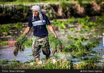 استان ها-گیلان-نشاء برنج در مزارع گیلان