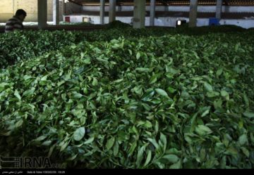 استان ها-گیلان-برگ سبز چای از چینش تا فرآوری