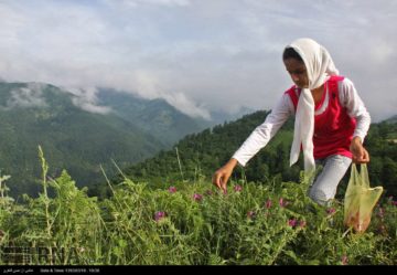 استان ها-گیلان-برداشت گل گاوزبان در روستای چملر آستارا